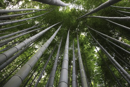蓬勃发展的竹子展示了具有无限可能的可持续性材料的（重新）发现。