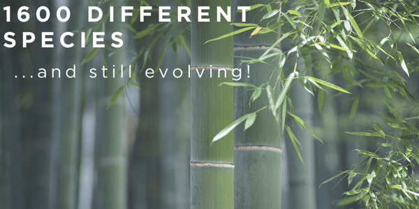 Porque é que o bamboo gigante é um recurso tão promissor